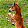 csiko.png